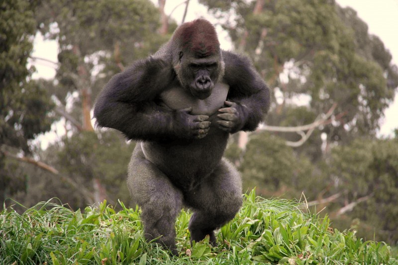 Image result for Gorilla 