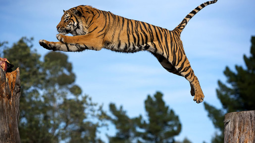 tiger-jump.jpg