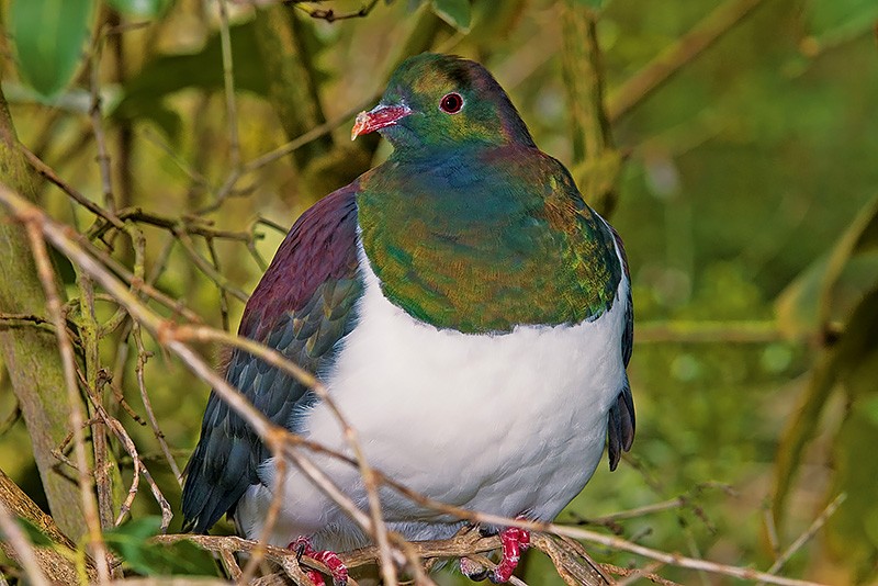 New Zealand Animals | Orana Wildlife Park