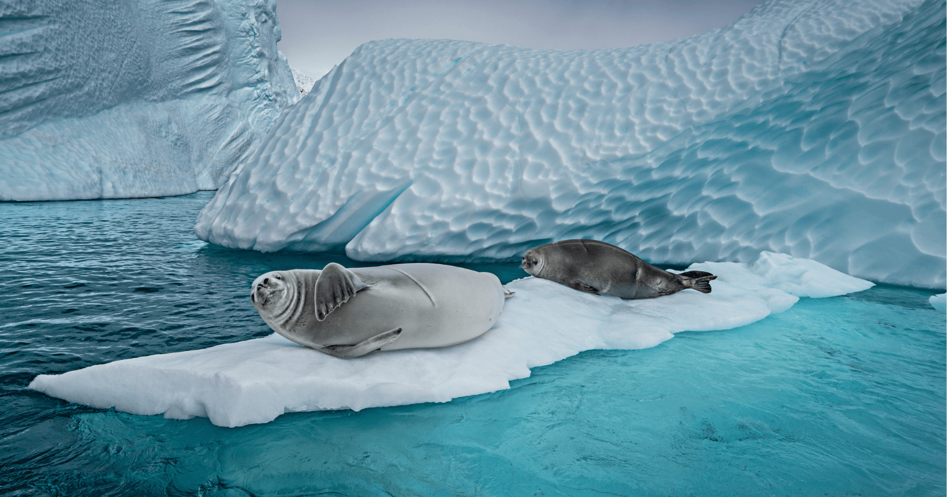 Website_Crabeater_Seals.png