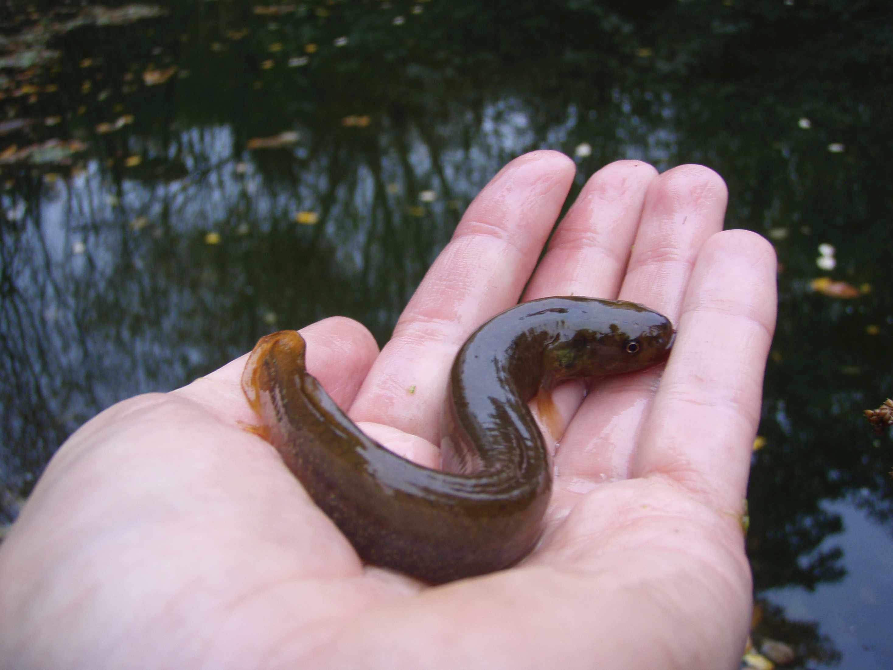 Canterbury mudfish