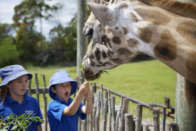 ZS_Giraffe.jpg