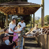 Families_feeding_giraffe.png