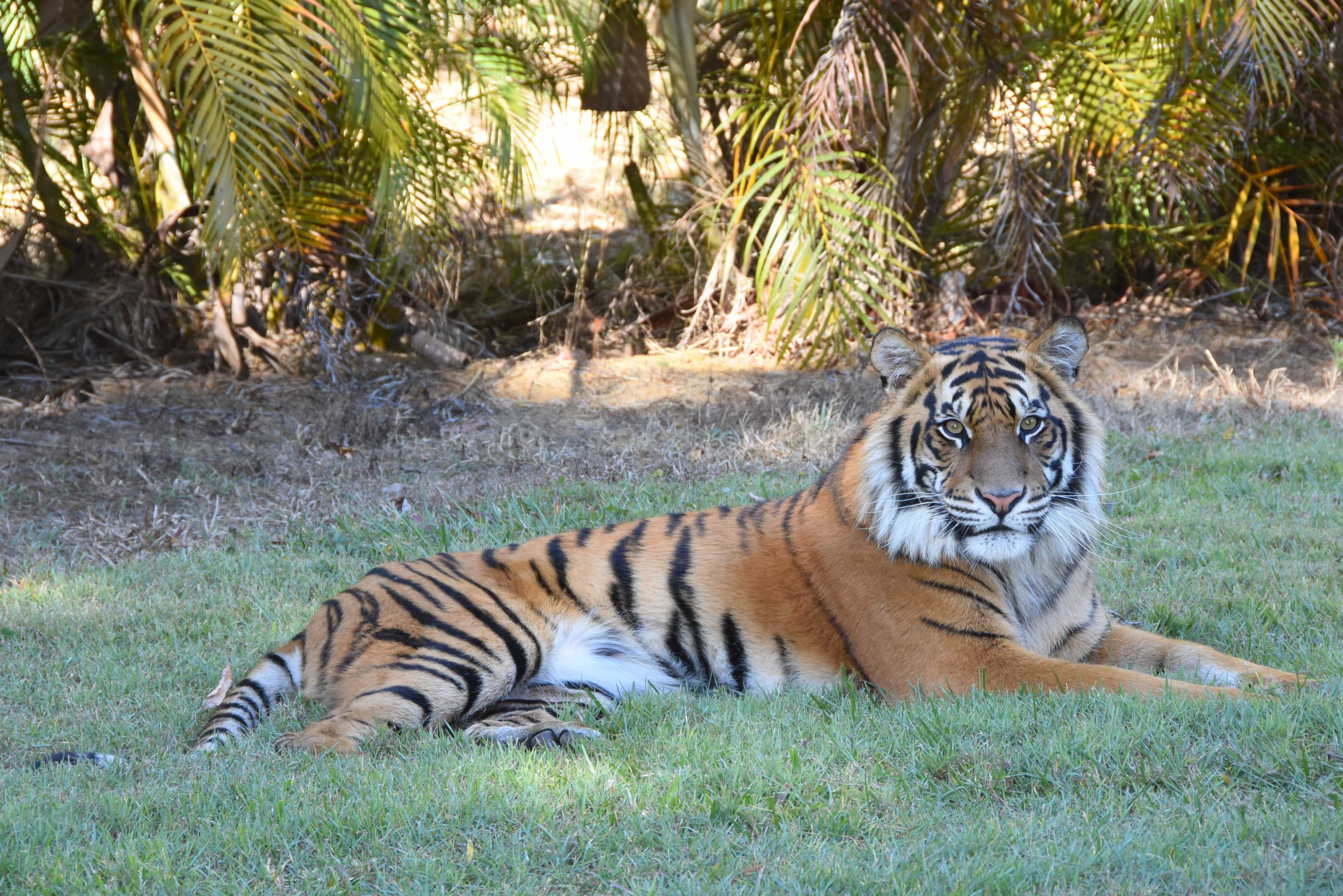 Tiger_Scout_photo_must_be_credited_to_Australia_Zoo_2_1.jpg