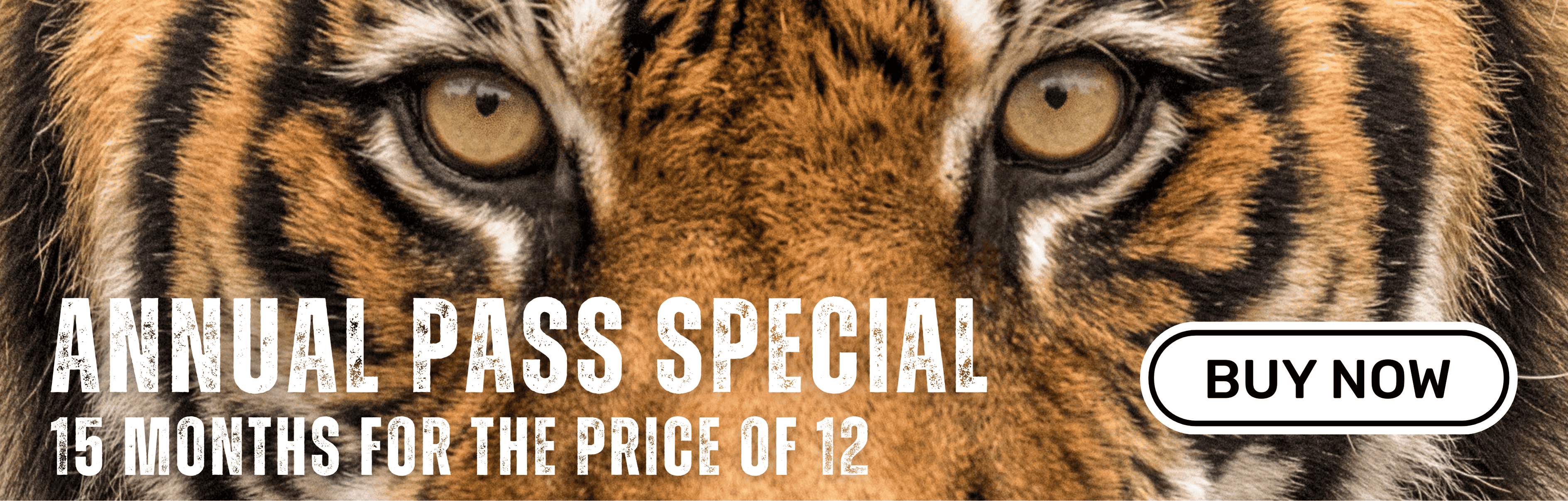 AP_Special_Banner.png