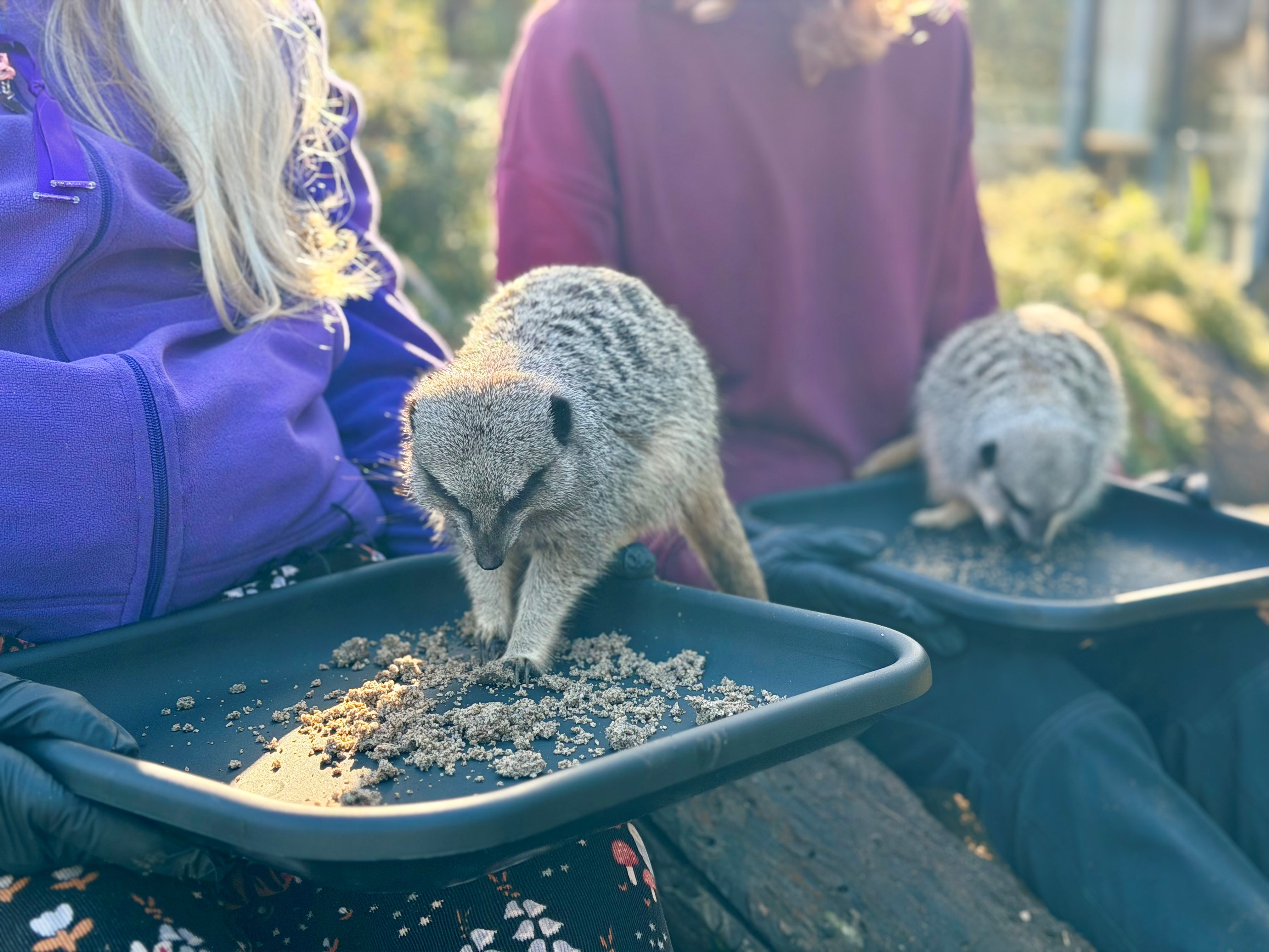 Meerkat_Encounter_3.jpg