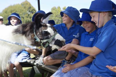 OWP_Zoo_School_Llama.jpg
