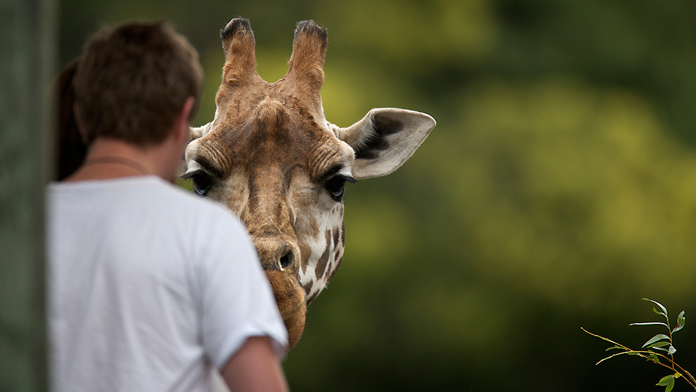 feed-a-giraffe-1.jpg