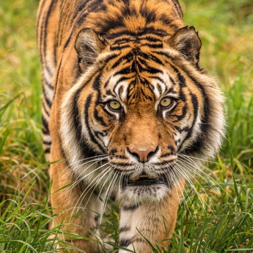 OWP_Tiger_-_500x500.jpg