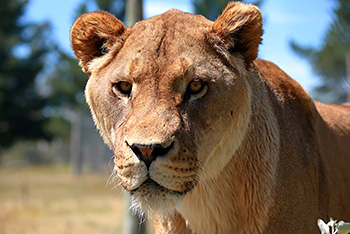 lion.jpg