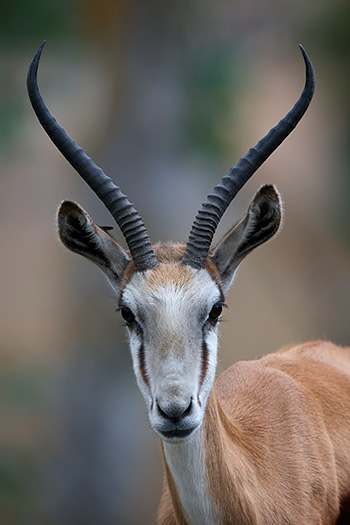 antelope.jpg