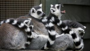 Ringtailed_Lemur.jpg