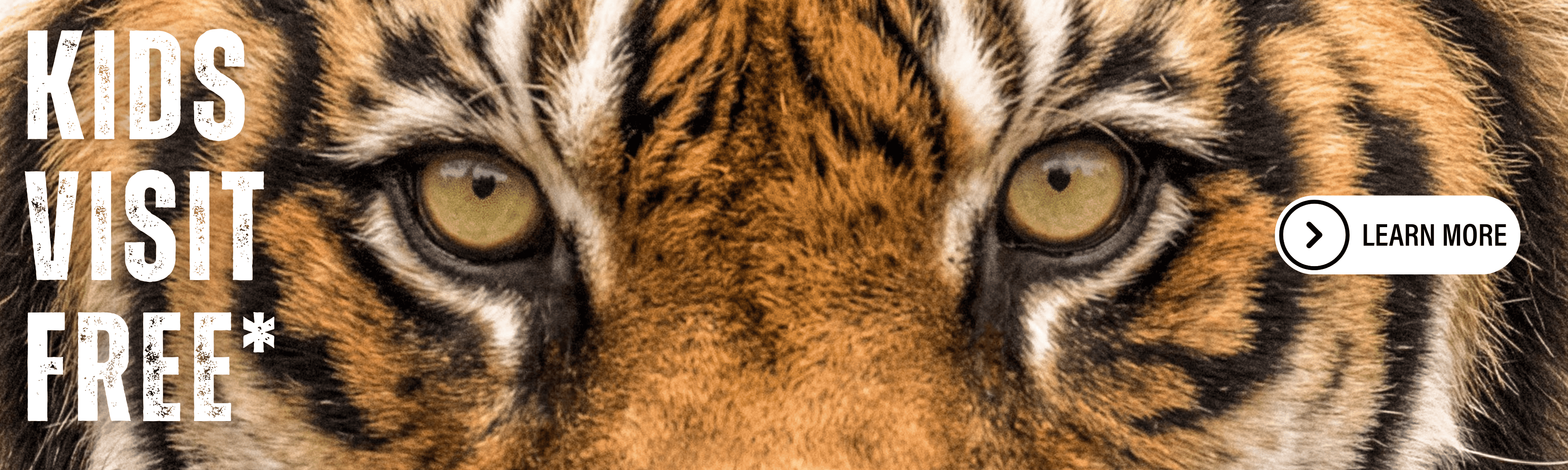 Kids_Free_Web_Banner.png