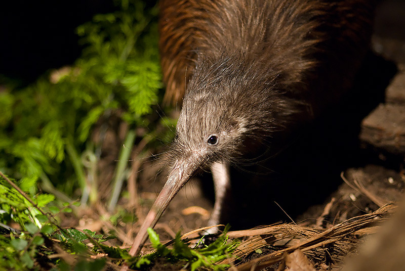 New Zealand Animals | Orana Wildlife Park