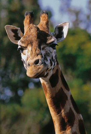 feed-a-giraffe-2.jpg