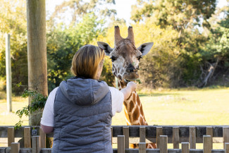 Giraffe.jpg
