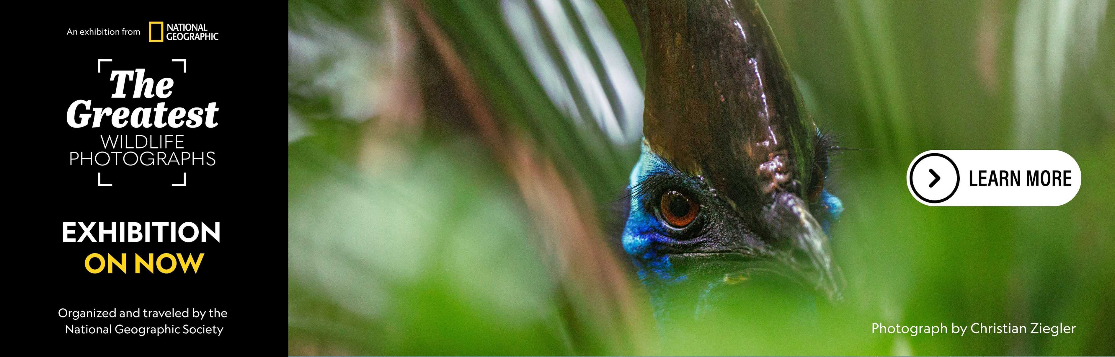 2._Web_Banner_-_Cassowary.jpg