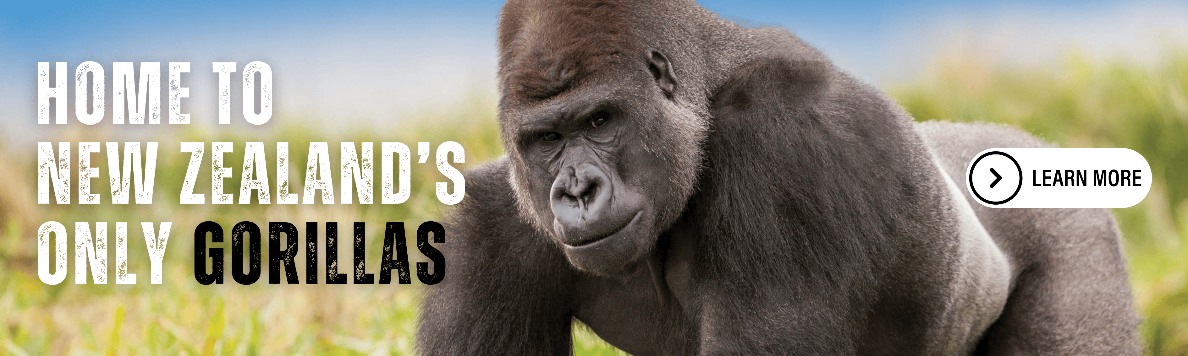 Gorillas_Web_Banner.png