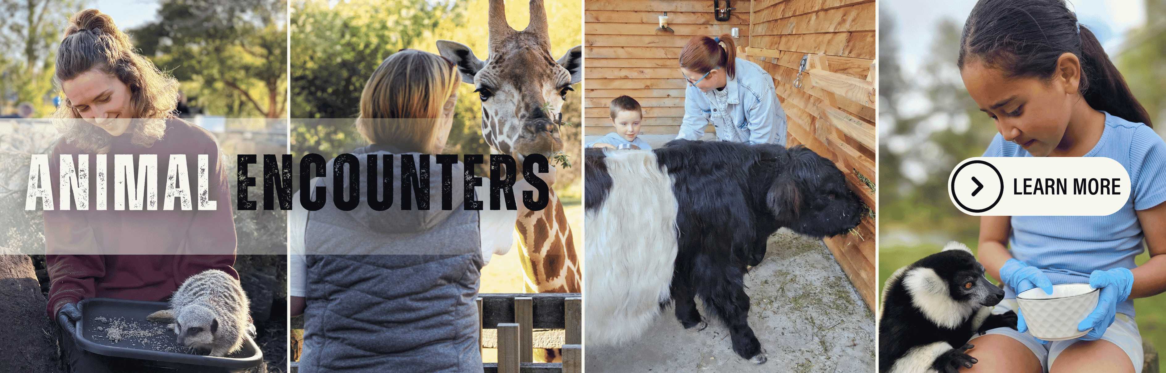 Animal_Encounters.png