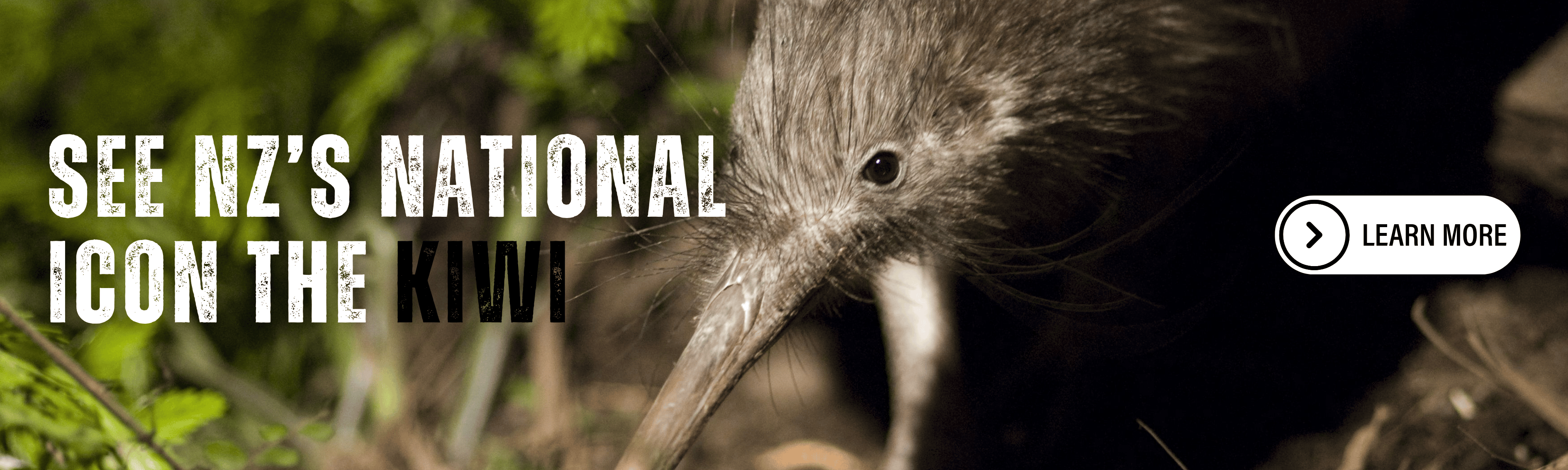 Kiwi_Web_Banner.png