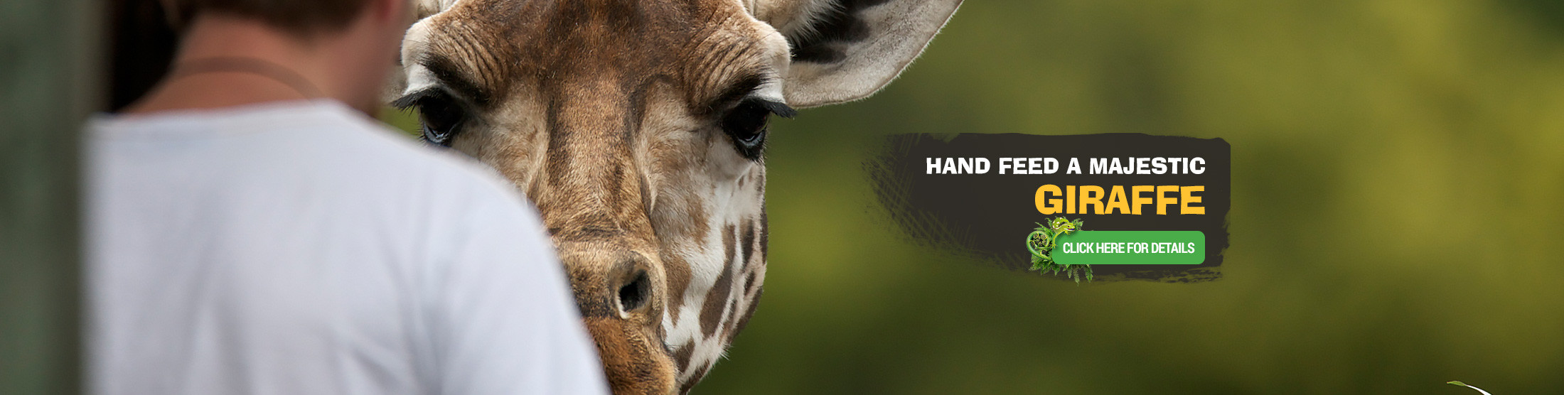 Hand Feed a Giraffe